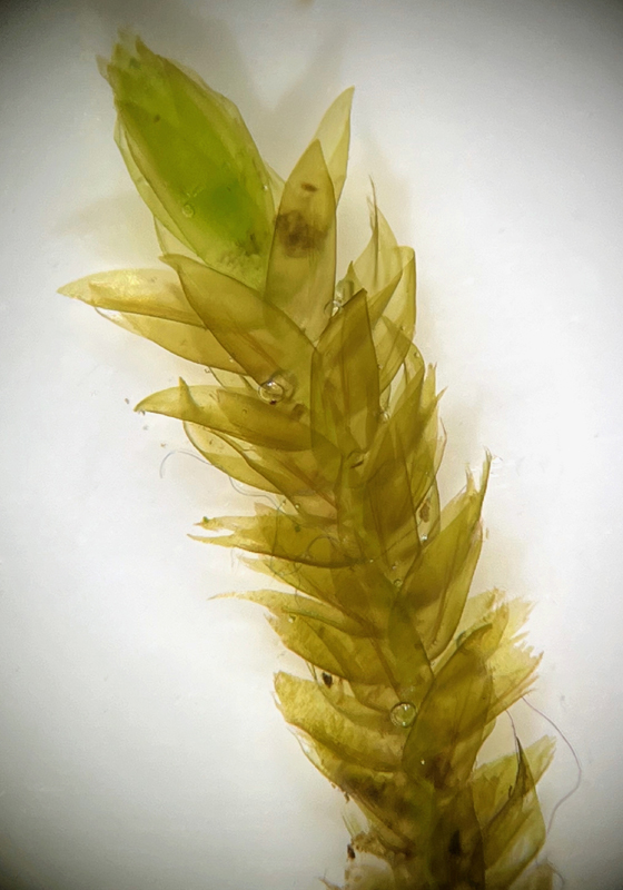 Hygrohypnum ochraceum
